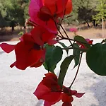 Olive Tree Mugla