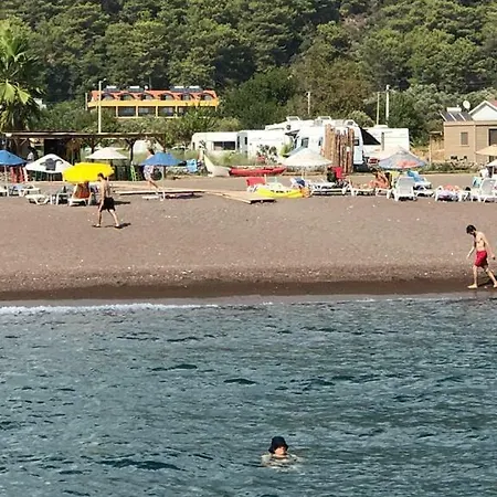 Olive Tree Mugla