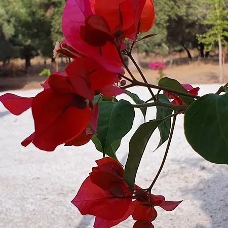 Olive Tree Mugla
