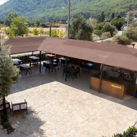 Olive Tree