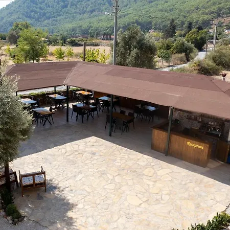 Olive Tree