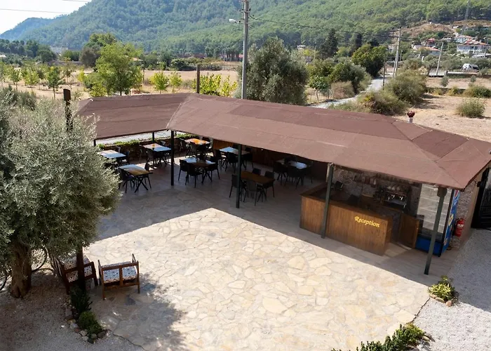 Olive Tree