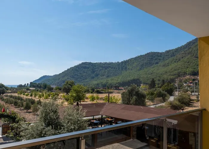 Olive Tree 3*