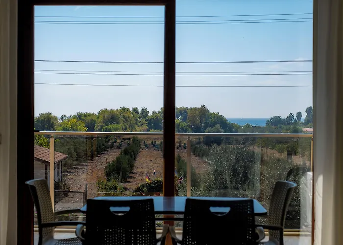 Olive Tree 무글라