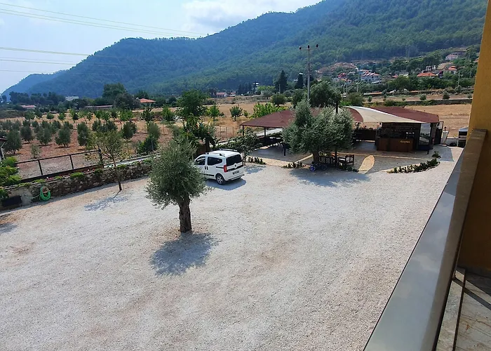 Olive Tree 무글라